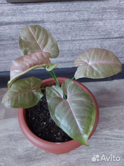 Сингониум Неон Пинк