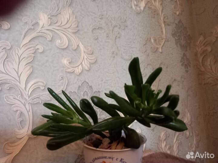 Замиакулькас, крассула