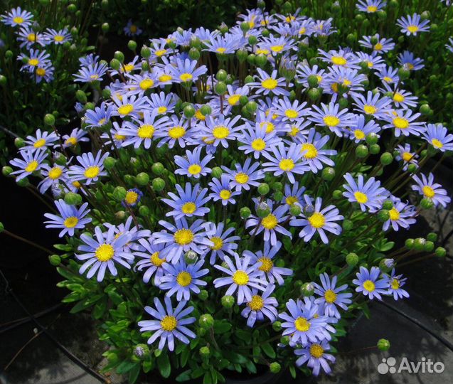 Гаура, лобелия,Фелиция