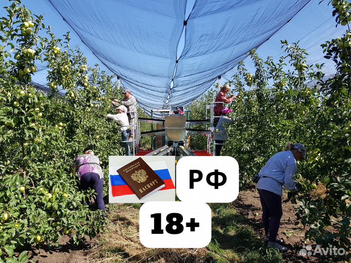 Вахта в Липецкой обл. Сборщик / Сборщица яблок