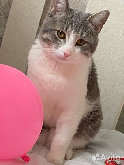 Отдам котика в добрые руки
