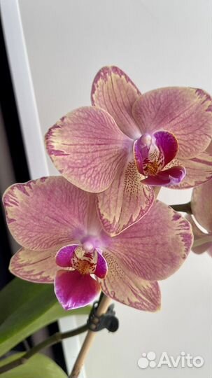 Орхидея фаленопсис пират пикоти