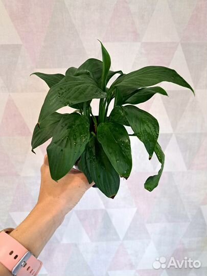 Бегония, Спатифиллумы