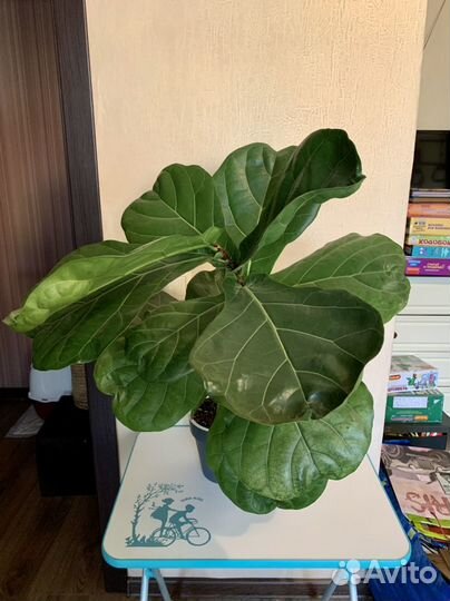 Фикус лирата большой комнатное растение