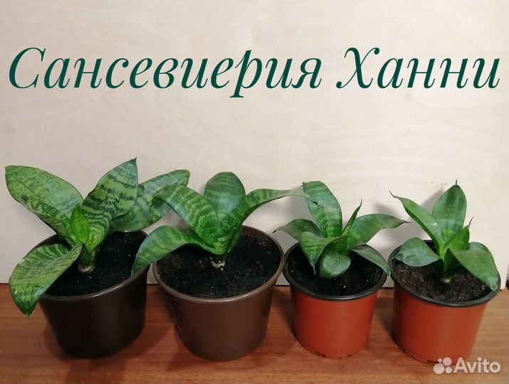 Сансевиерия Ханни. Молочай беложильчатый