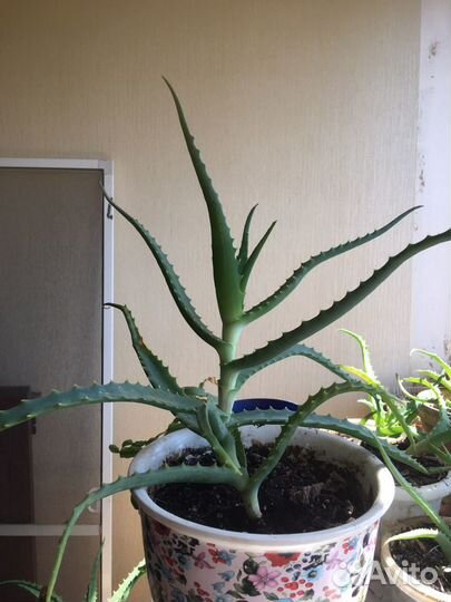 Растения Алое, денежное дерево Толстянка, Декабрис