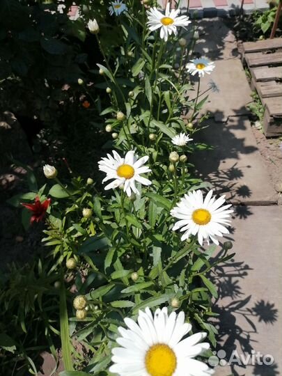 Ромашка садовая