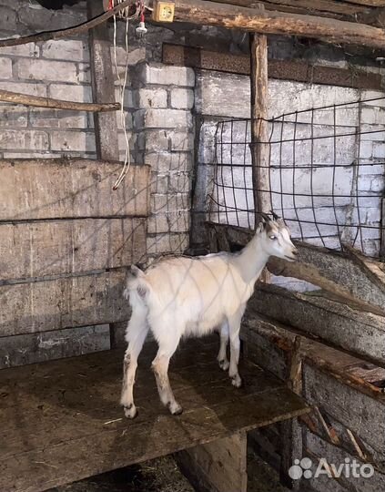 Козочки 3 месяца