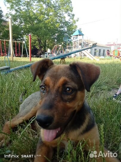 В добрые руки