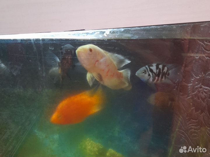 Аквариумные рыбы