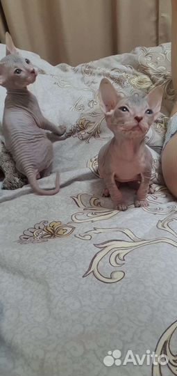 Донской сфинкс