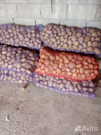 Картофель крупный