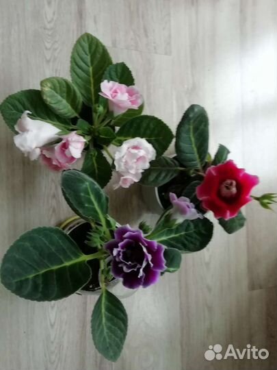 Глоксиния. Листы