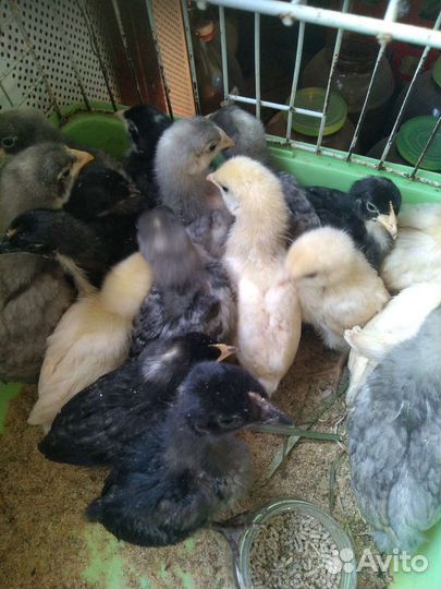 Цыплята доминанта 2 - 3 недели