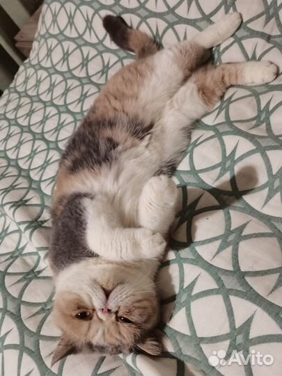 Передержка кошек и собак