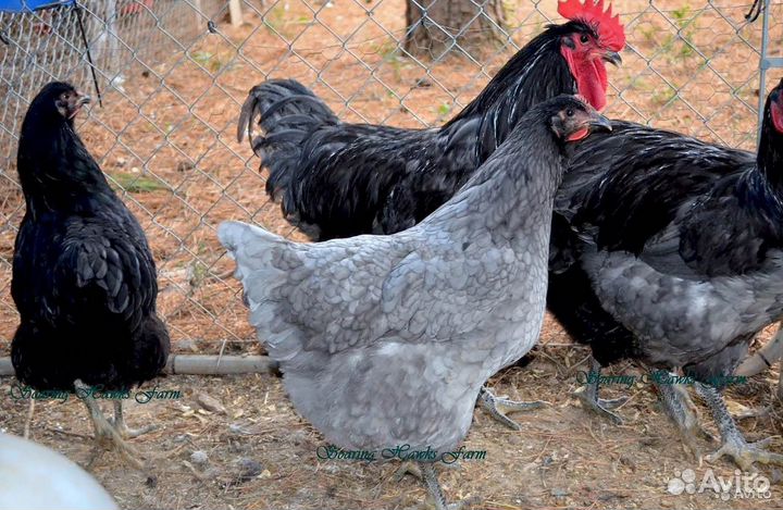 Куры несушки молодки