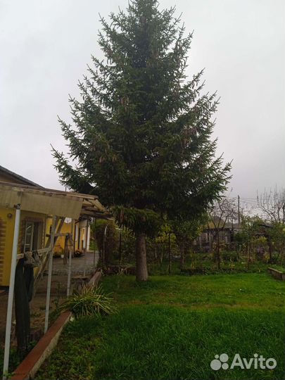 Живая елка ель с шишками