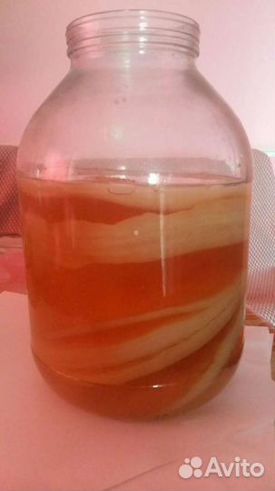 Продам гриб Комбучино