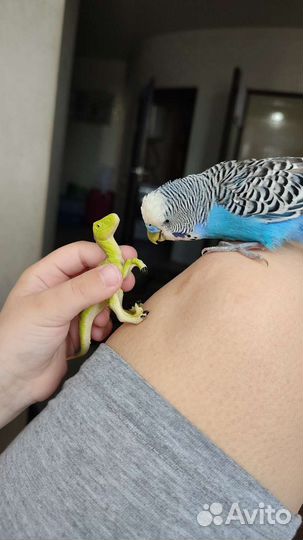 Волнистый попугай