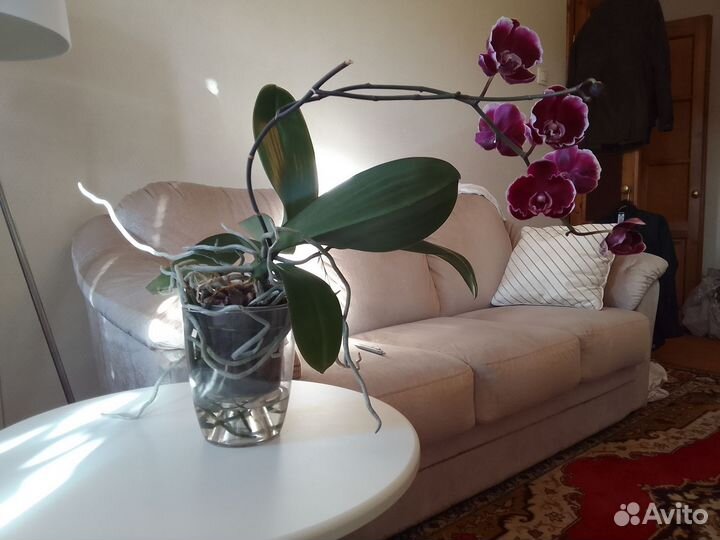 Орхидея Summer breath