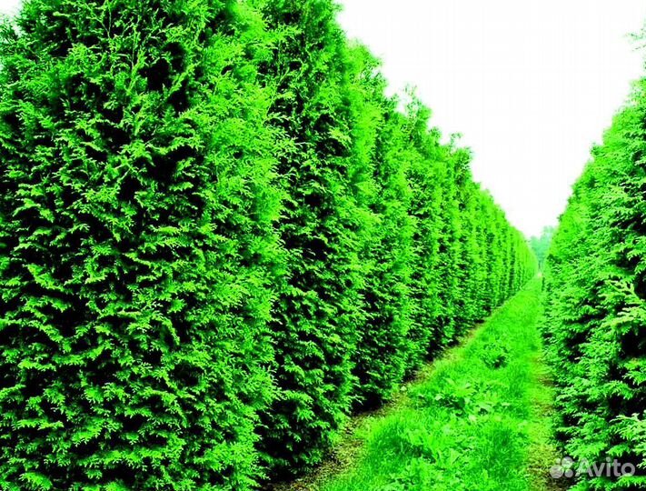 Высокая туя на участок Колумна