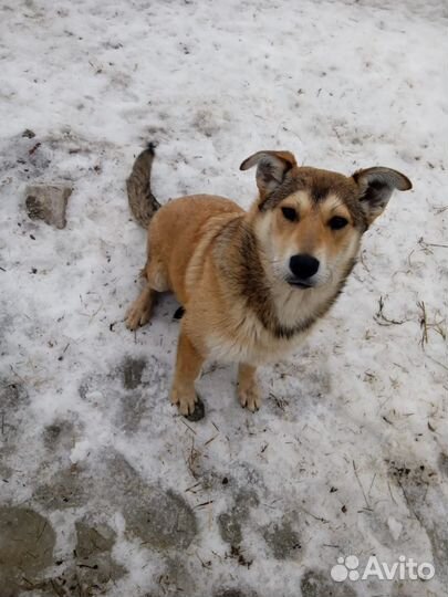 Щенки бесплатно