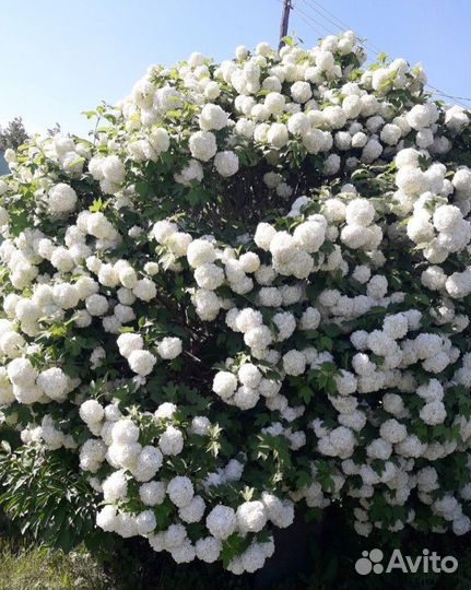 Калина Бульдонеж