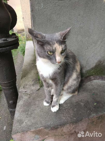 Кошка в дар бесплатно