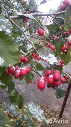 Саженцы Боярышника крупноплодного. Дерево