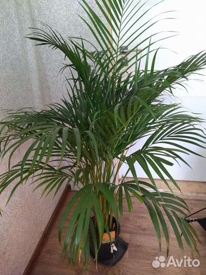 Пальма арека, цветы