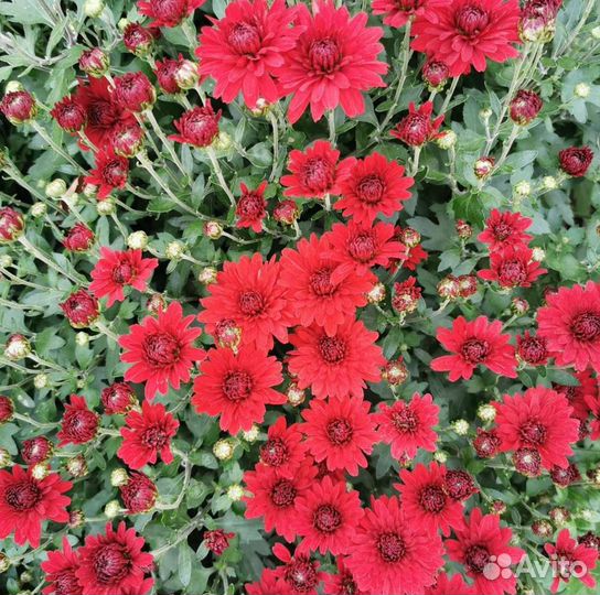 Хризантема для сада набор 3 сорта