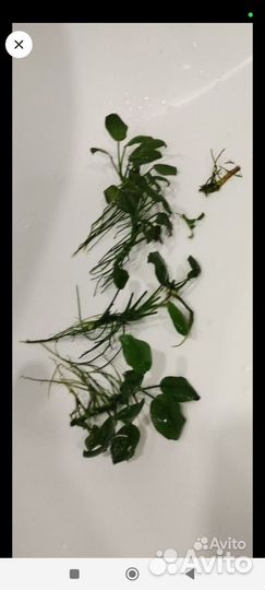 Аквариумные растения прополка