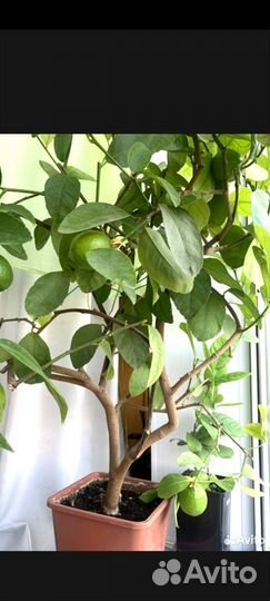 Лимон лайм экзот