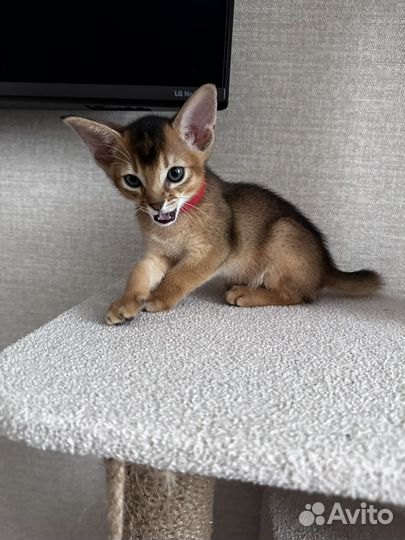 Абиссинские котята