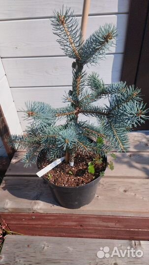 Хвойные из питомников Голландии/Польши