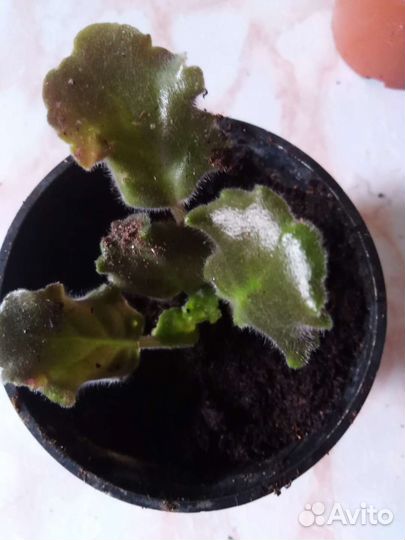 Фиалка сортовая розовая