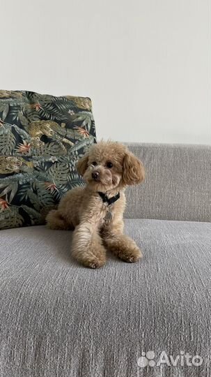 Вязка той-пудель тедди тикап