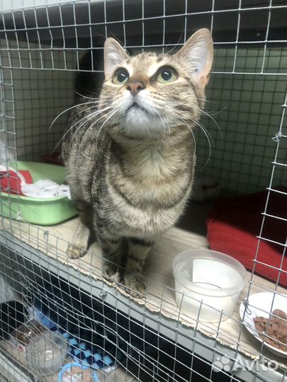 Европейская короткошерстная