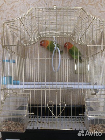 Попугай неразлучники с клеткой пара