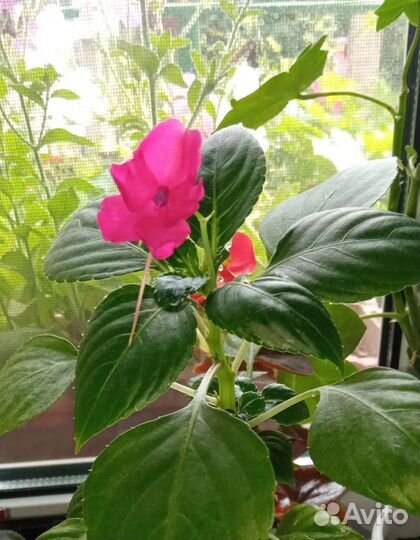 Бальзамин махровый