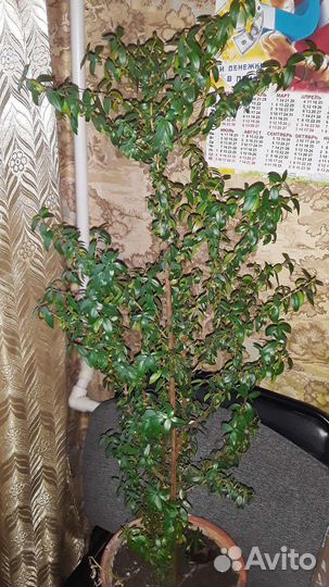 Растение мирт