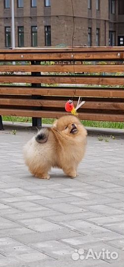 Настоящий померанец