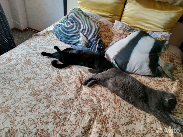 Домашняя атмосфера для ваших любимцев