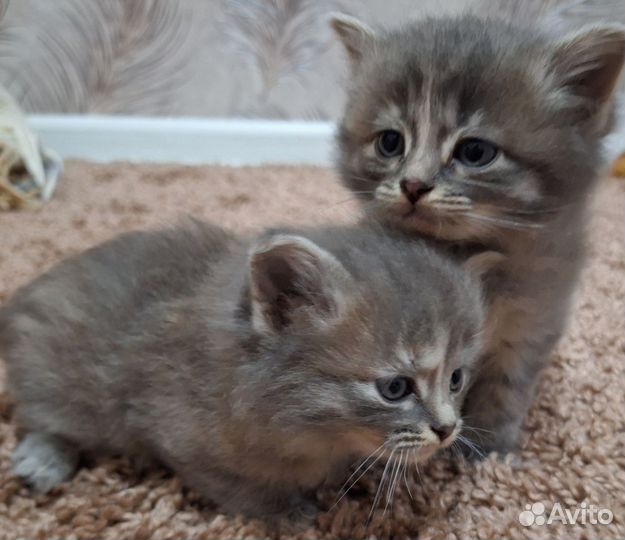 Девочки котята