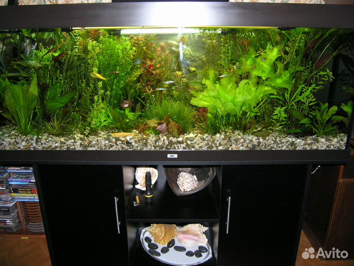 Прополка (аквариумные растения)