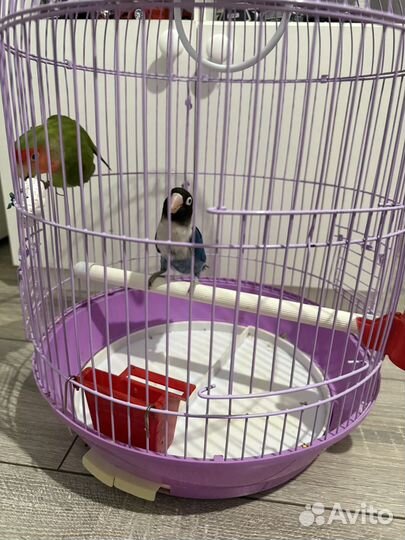 Попугай с клеткой