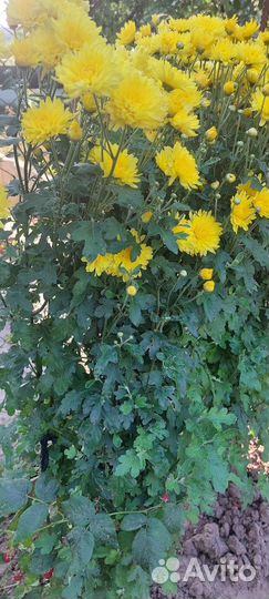 Хризантема жёлтая
