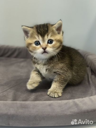 Шотландская девочка