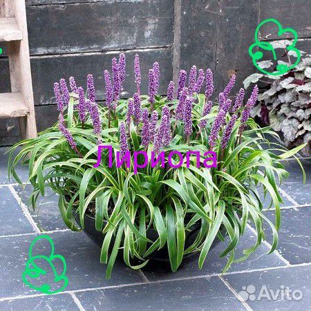 Лириопа растение