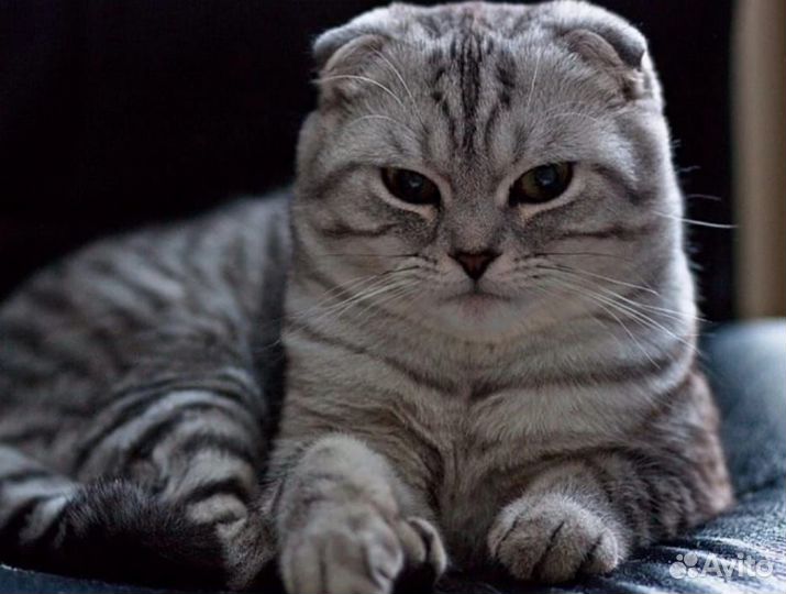 Отдам в добрые руки